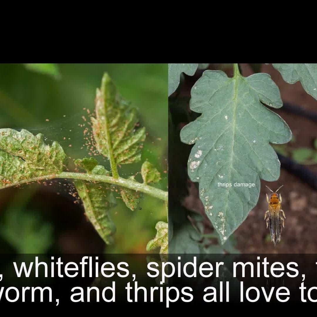 30 Tomato Plant Problems - What's Wrong with my Tomato Plant?, image size:1080x1080