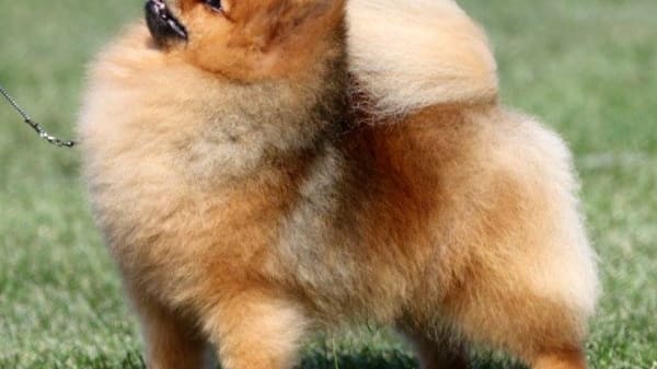 Pomeranian feet sales