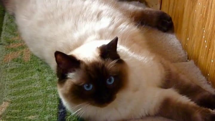 Seal Point Ragdolls Mitted Colorpoint Bicolor Lynx Ragdoll Cats
