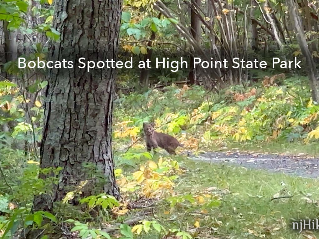 Are There Bobcats in Bergen County? 