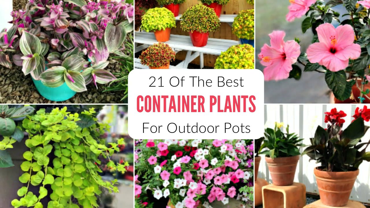 20 Best Container Plants For Outdoor Pots