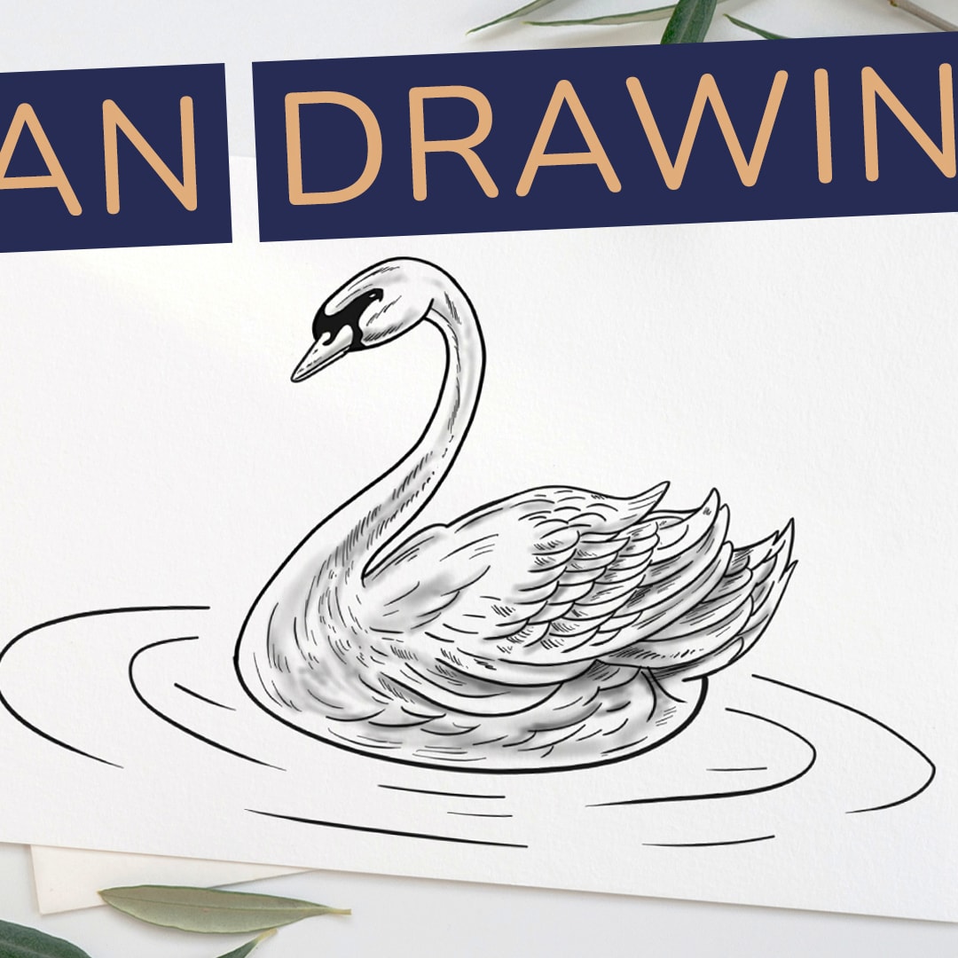 Swan in Pencil Drawing