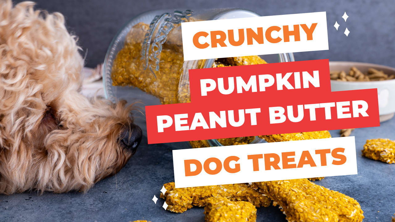 Crunchy dog treat recipes best sale