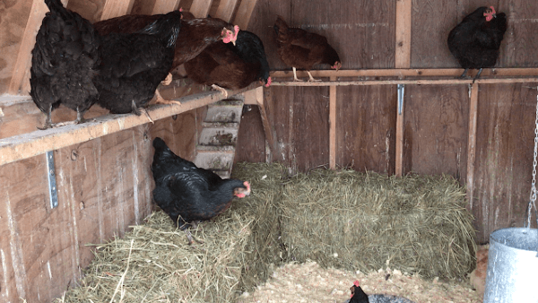 Everything You Need To Know About DIY Chicken Roosts