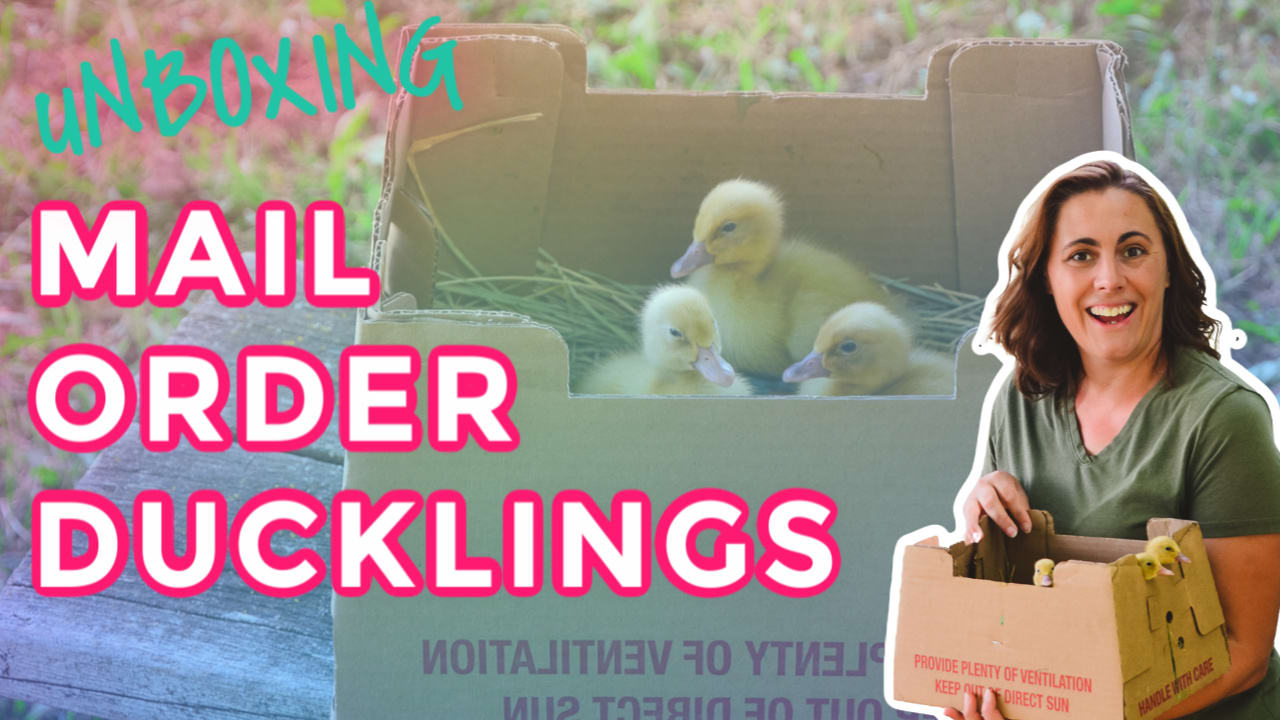 How to Raise Baby Ducks – Flockjourney