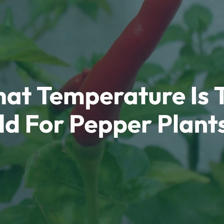 31+ Pepper Plants Temperature Tolerance KenzaGallacher