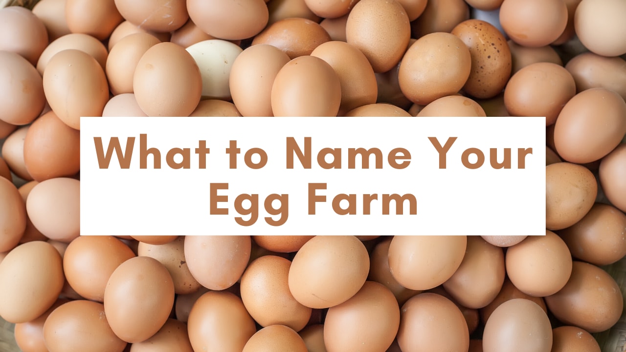 Egg names outlet