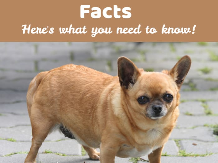 Best food for overweight chihuahua new arrivals