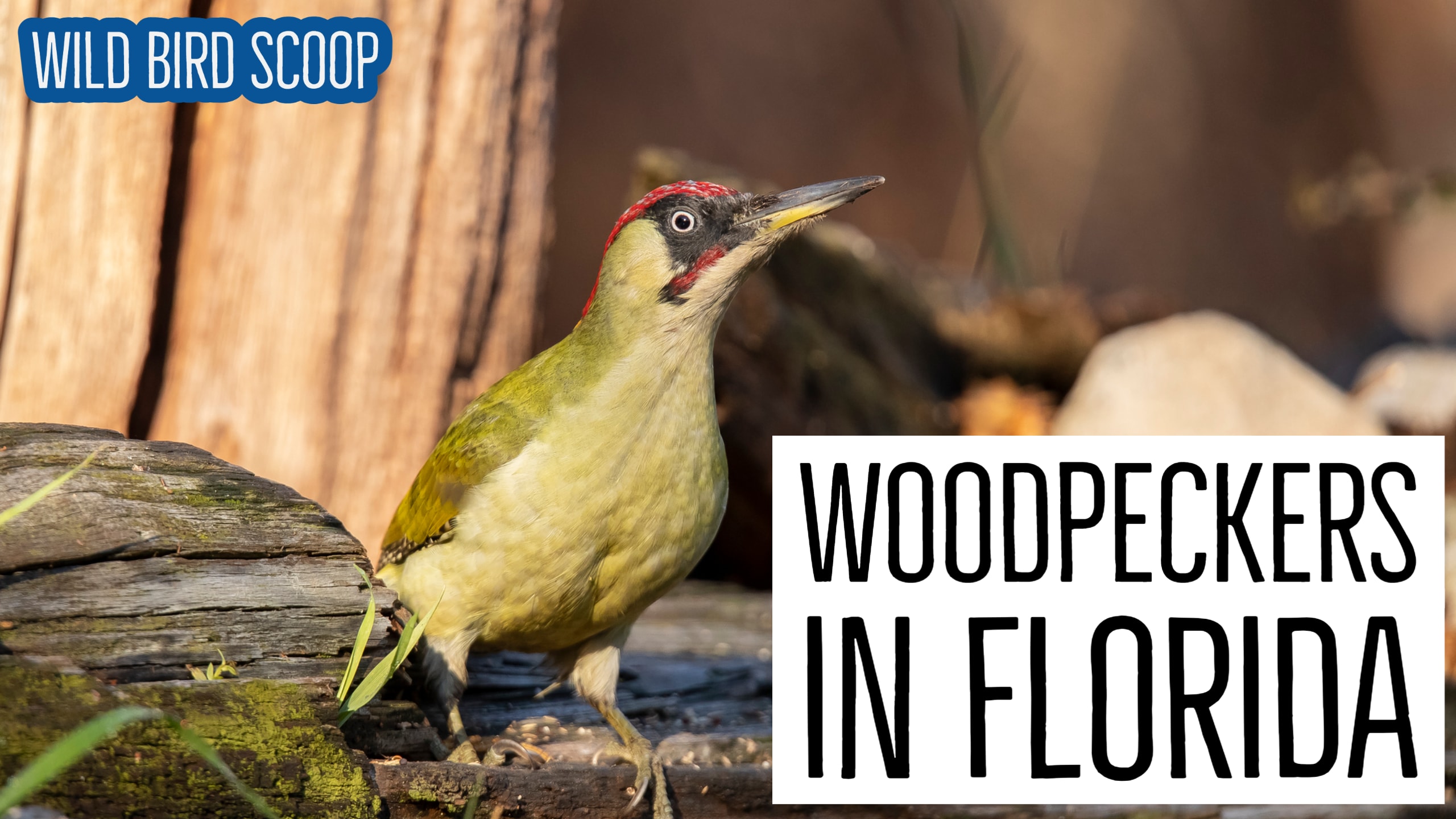 Woodpeckers In Florida 10 Species That You May Spot Wild Bird Scoop
