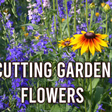 Cut Flower Garden Dos and Don'ts for Beginners - Shiplap and Shells