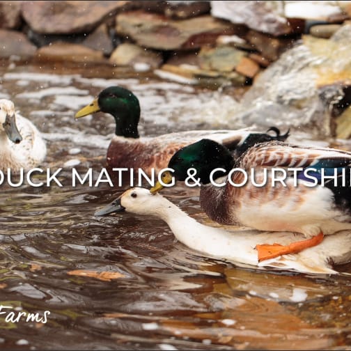 Understanding duck mating and courtship picture