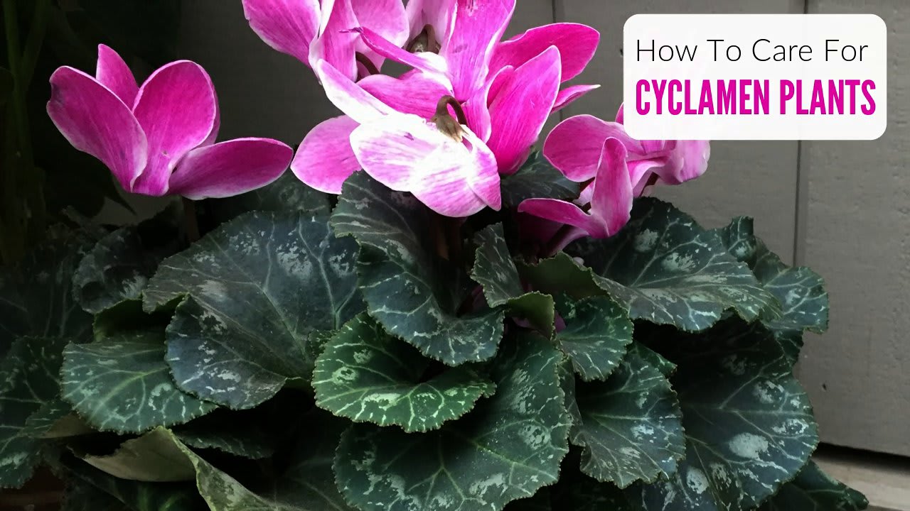Cyclamen Plant Care & Growing Guide - Get Busy Gardening