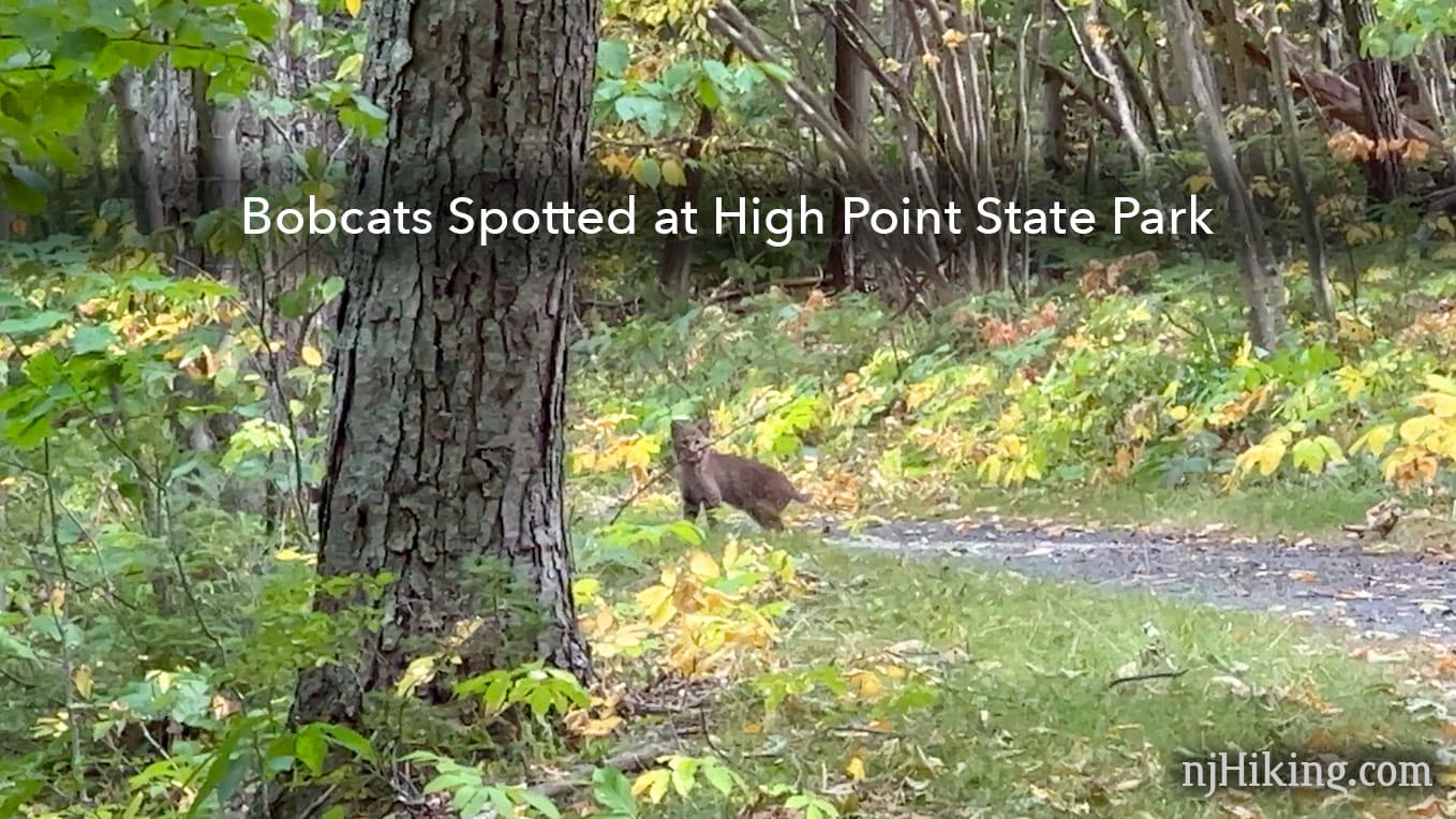 NJ has bobcats? Yep – and here's a way to save them
