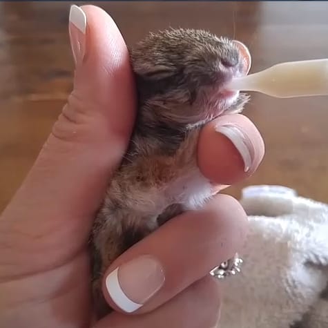 Bottle feeding baby bunnies top