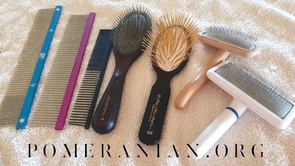 Best grooming tools for Pomeranians. How to brush a Pomeranian s coat