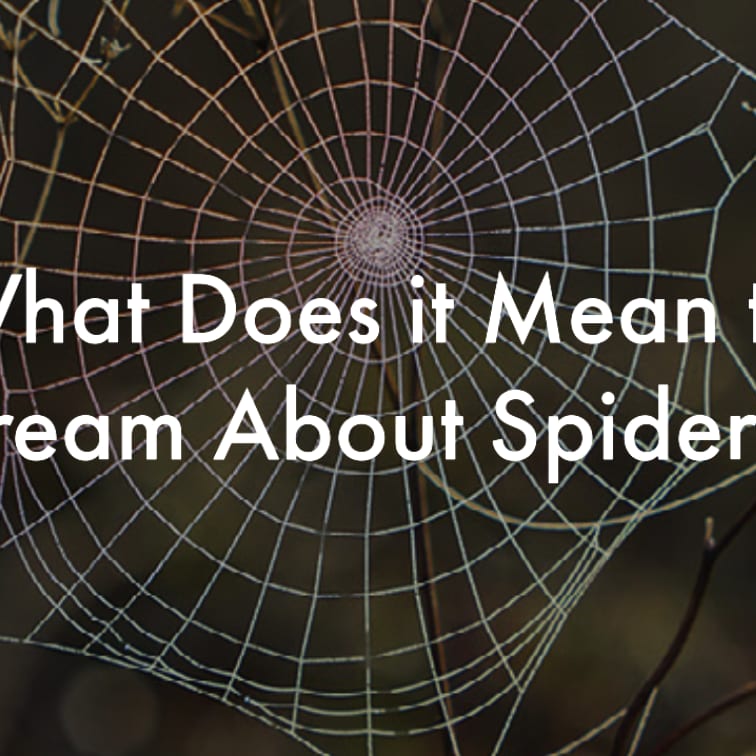 Searches For “Spider Dreams” Have Spiked, So What Do They Mean?
