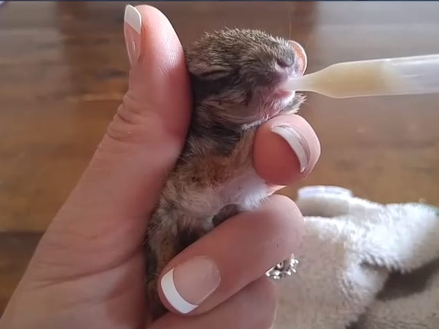 How to Feed Orphaned Bunnies Cottontails