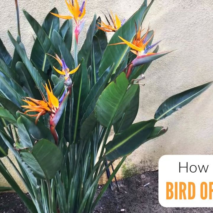 Bird Of Paradise Plant Care & Growing Guide - Get Busy Gardening