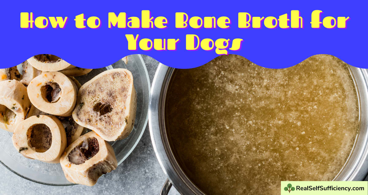 Dog store soup bones