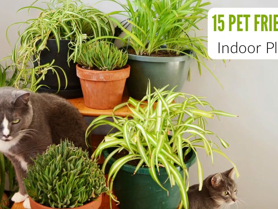 Top Houseplants Safe for Cats 🐱 & Dogs 🐶 as well Low Light