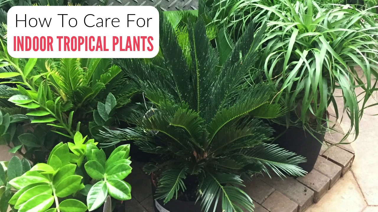Houseplant Care Guide: How To Tropical Plants Indoors