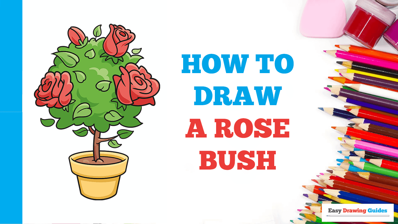 How To Draw A Rose Bush Really Easy