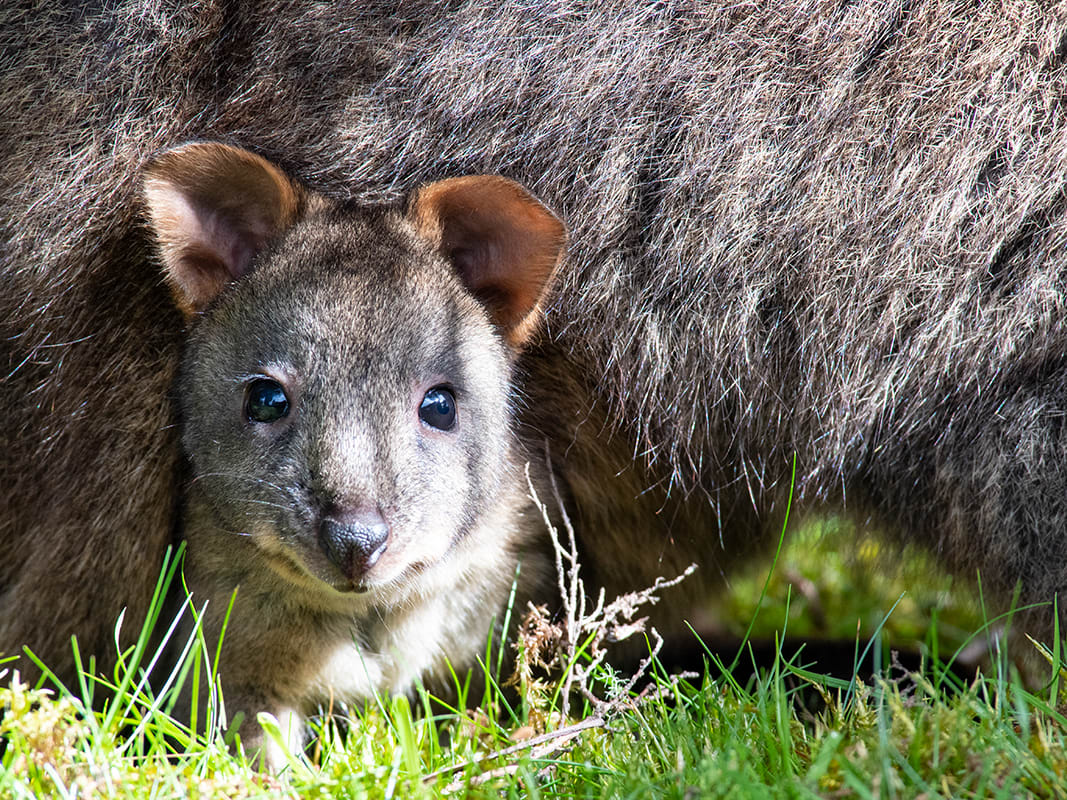 Australian Animals - Guide to the Strangest Creatures on Earth