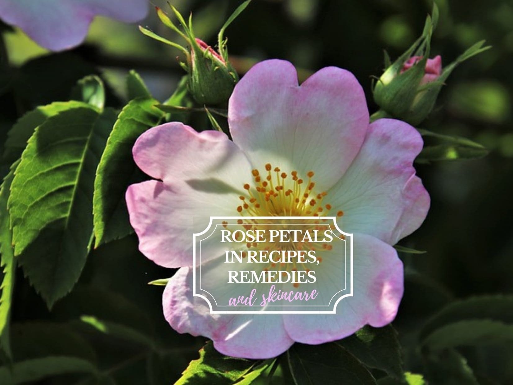 Make rose petal powder recipe for glowing skin - SimplyBeyondHerbs