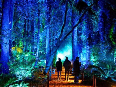 Enchanted Forest of Light