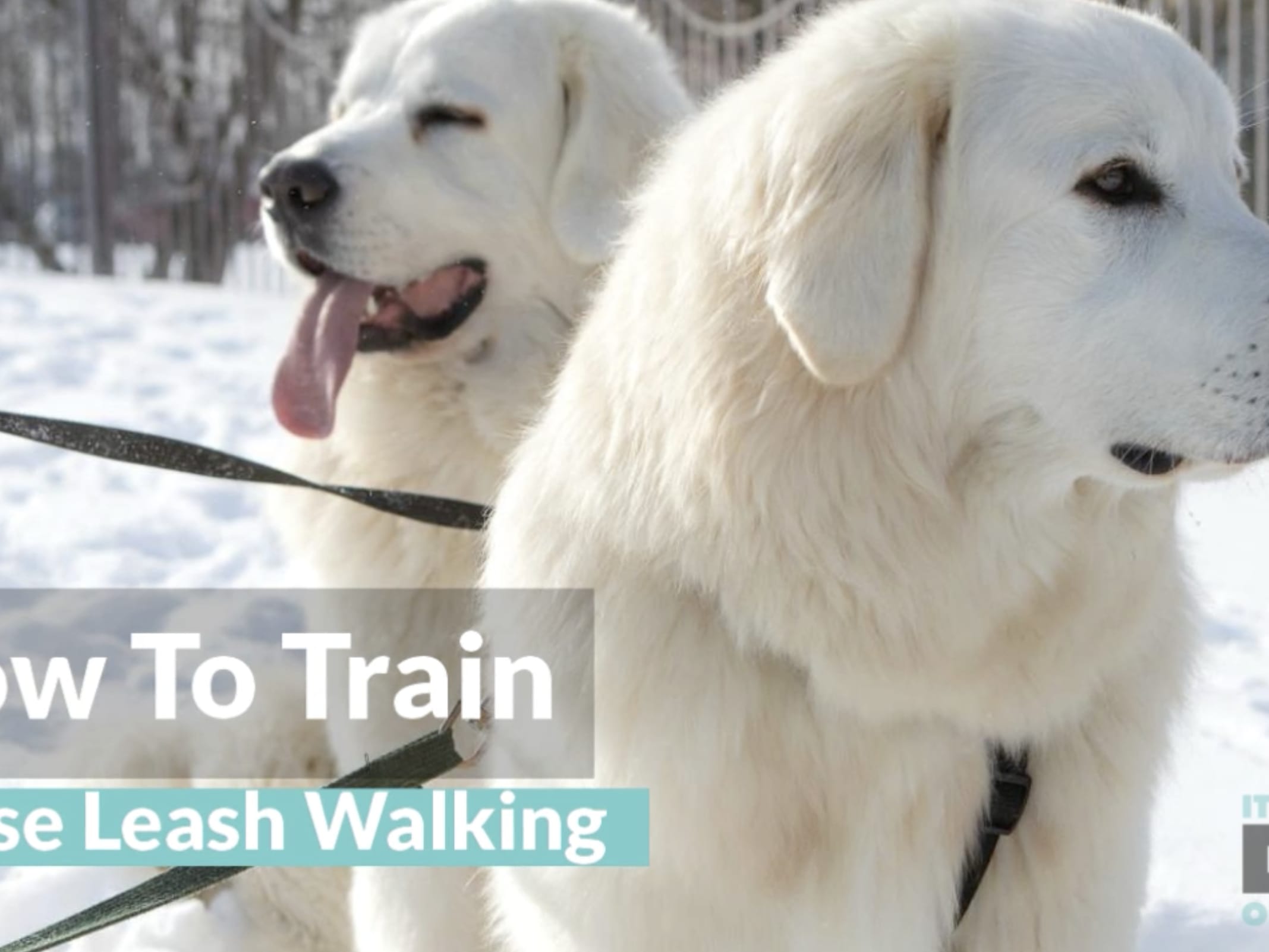 How to Train Loose Leash Walking
