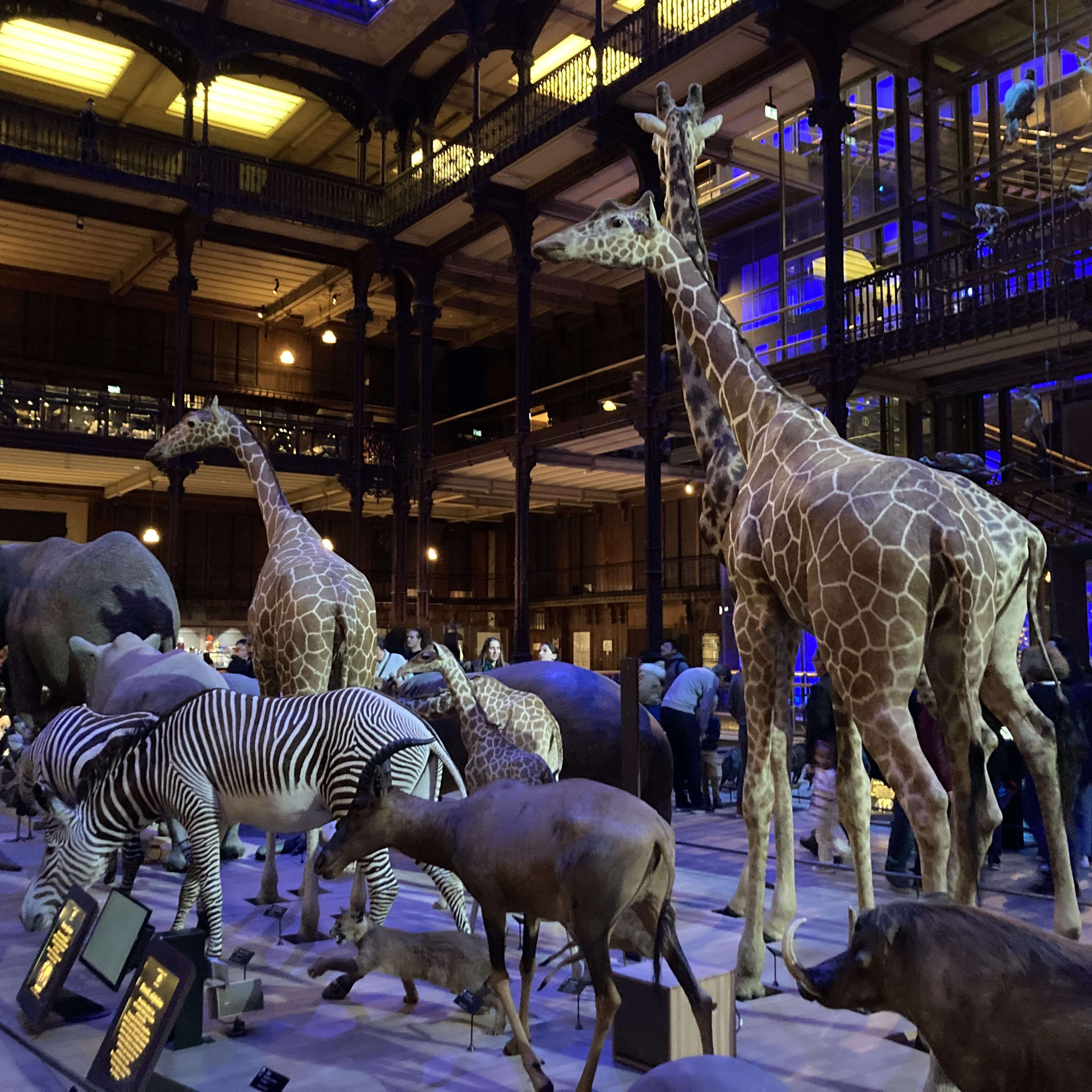 Vanille  Muséum national d'Histoire naturelle