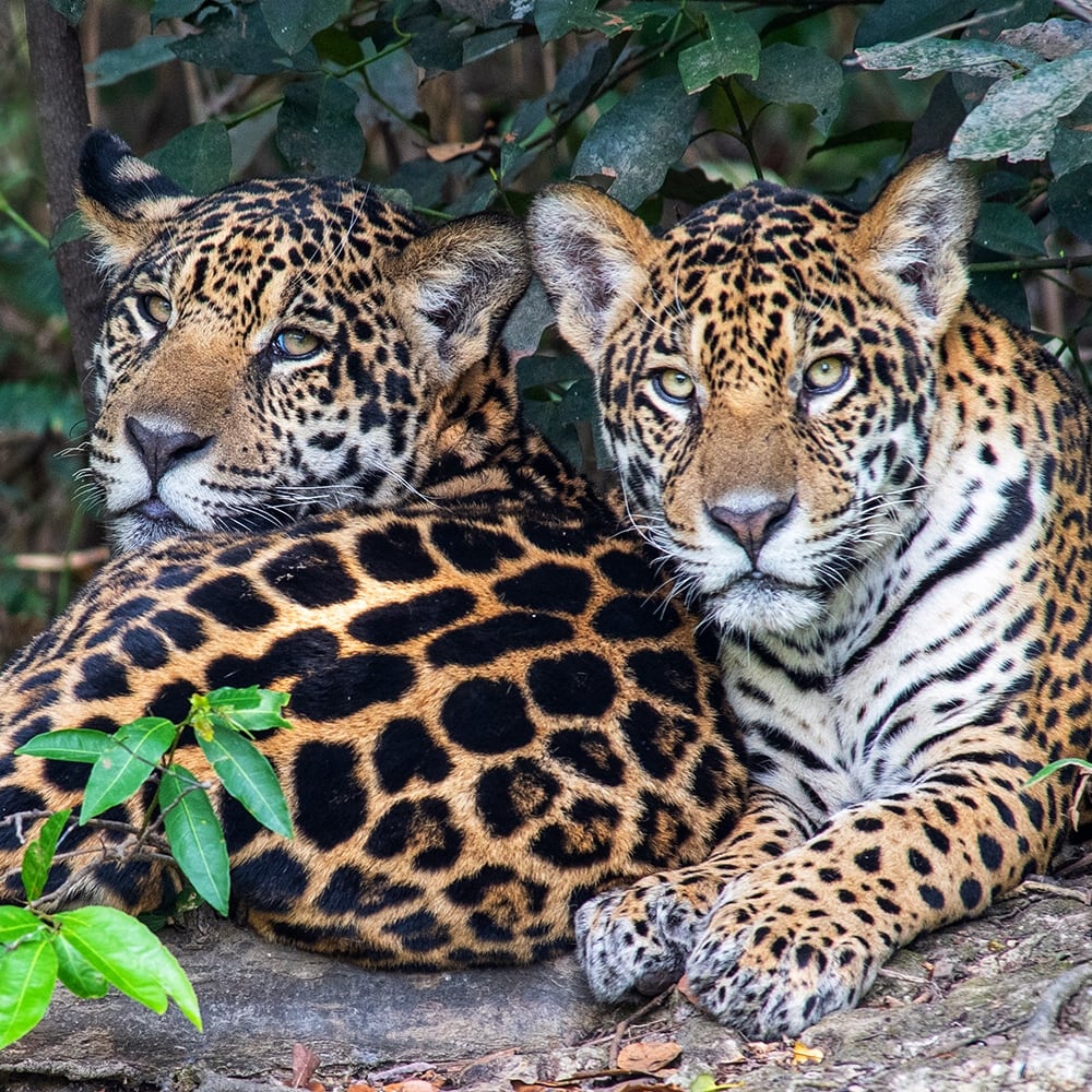 All 40 Species of Wild Cats and Where to See Them in the Wild