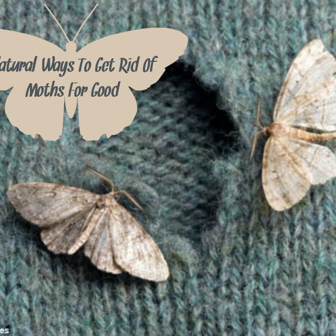 Getting Rid of Moths with Essential Oils