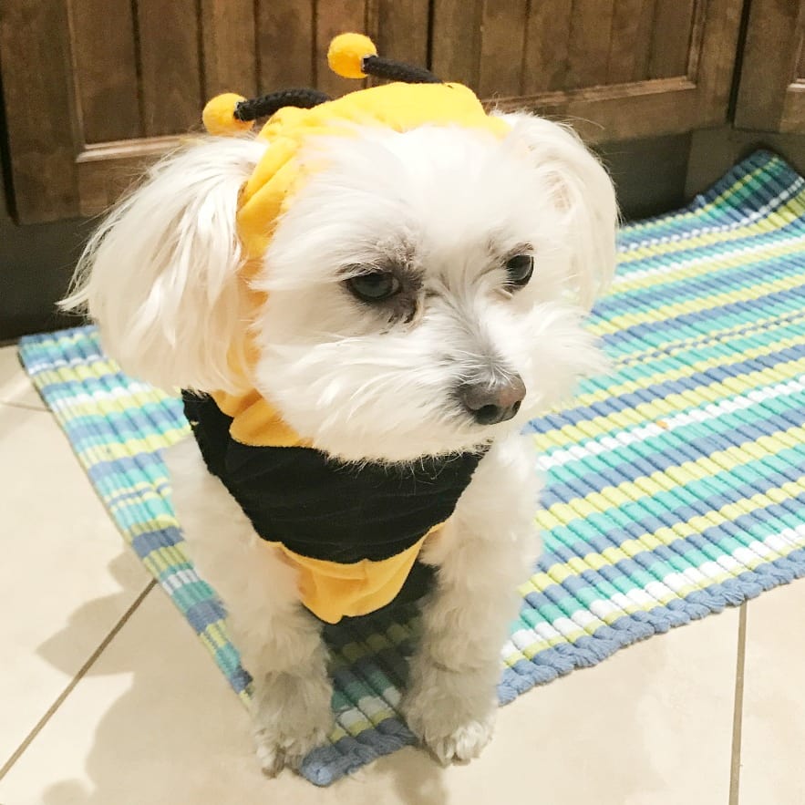 Petitebella Halloween Theme Puppy Dog Dress 