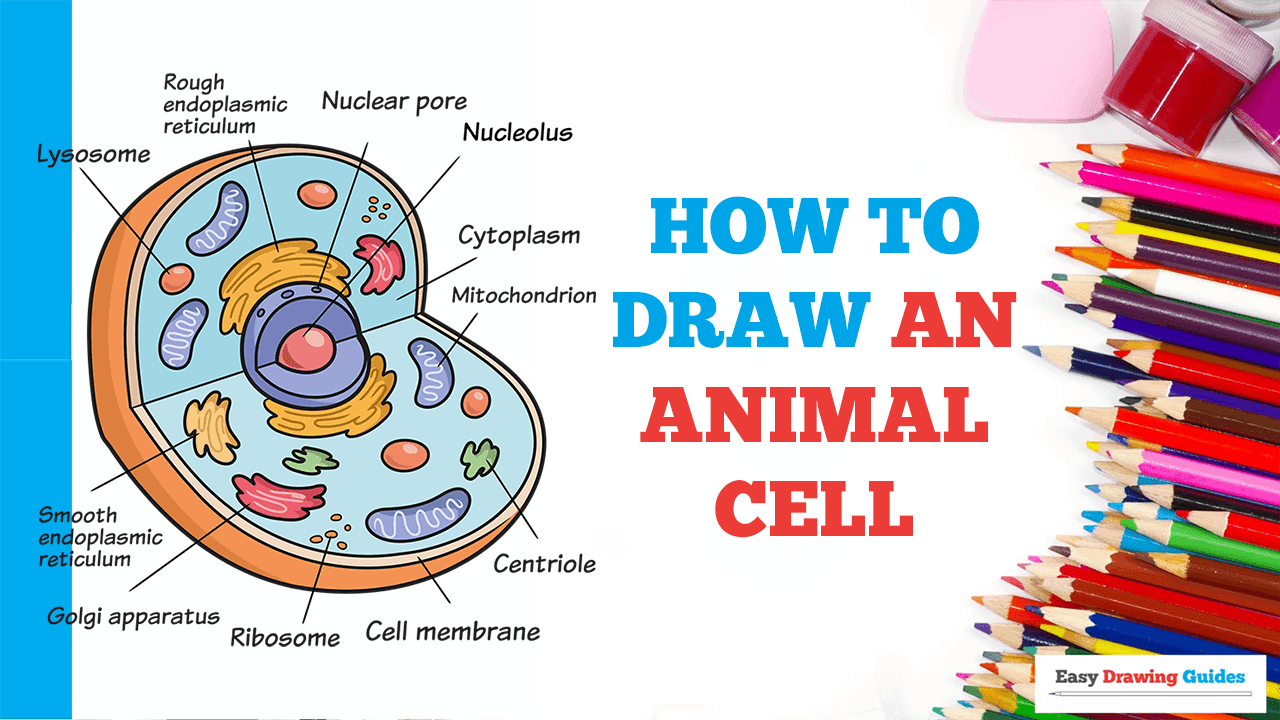 How to Draw an Animal Cell - Really Easy Drawing Tutorial
