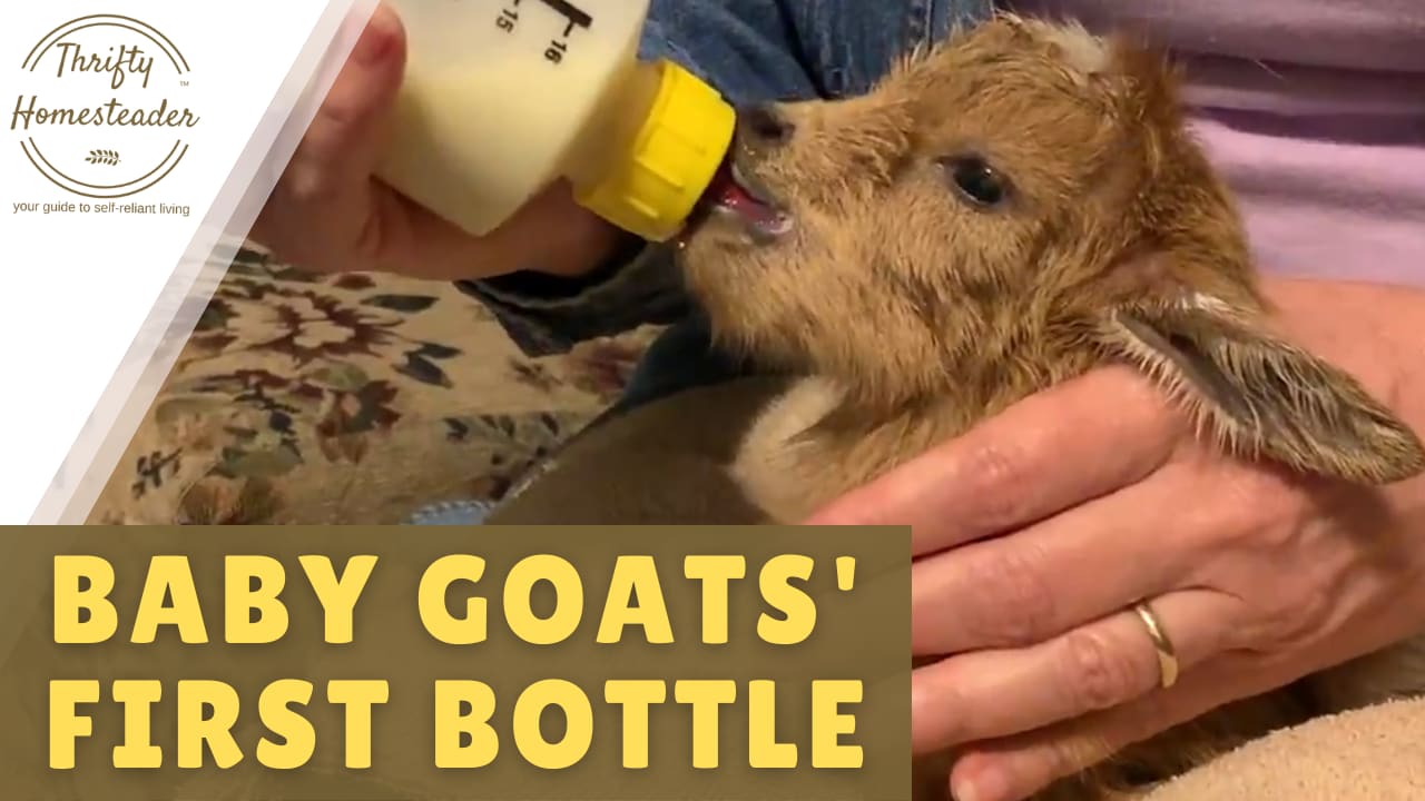 5X Drink Bottle Nipple Teat Lamb Feed Kids Pets Pup Orphan Soft Ewe Goats She FE 