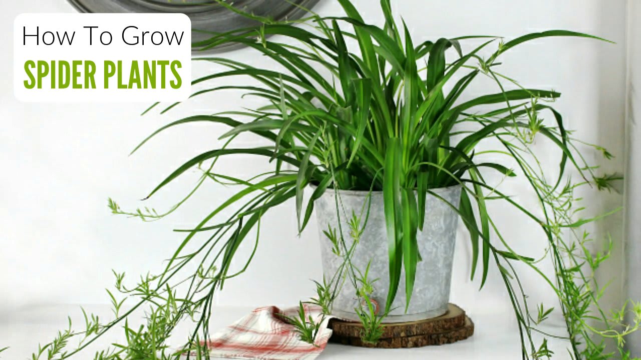 Plant Guide: How To Grow Chlorophytum comosum