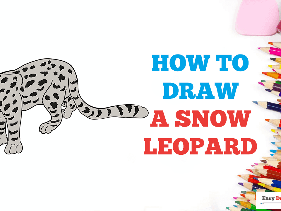 How To Draw A Snow Leopard Step by Step Drawing Guide by Dawn  DragoArt