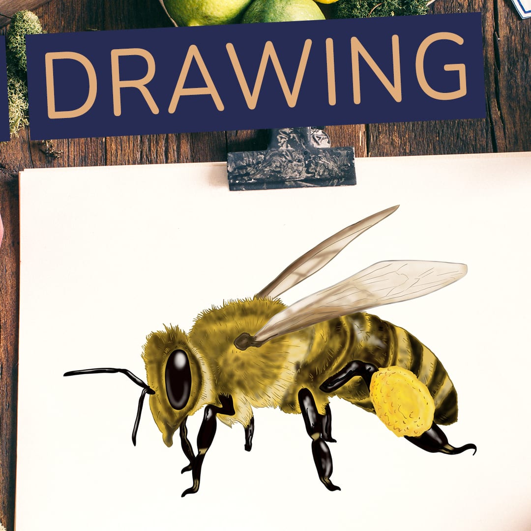 How to Draw a Bee  Drawing and Painting Idea for Kids  Arty Crafty Kids