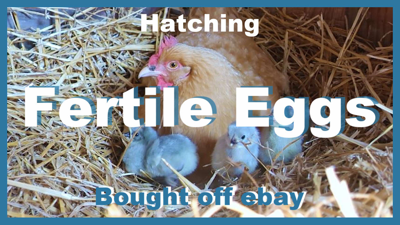 Dozen Fresh & Fertile Chicken Hatching Eggs Surprise Mix 