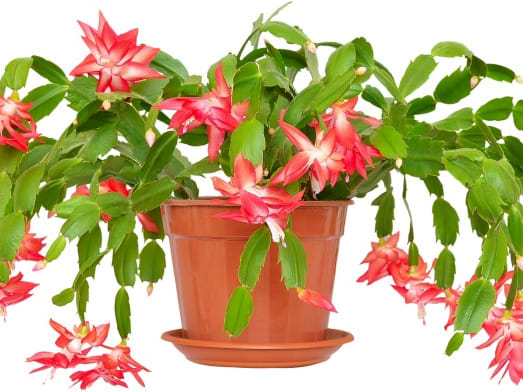 Christmas cactus cheap plants and dogs