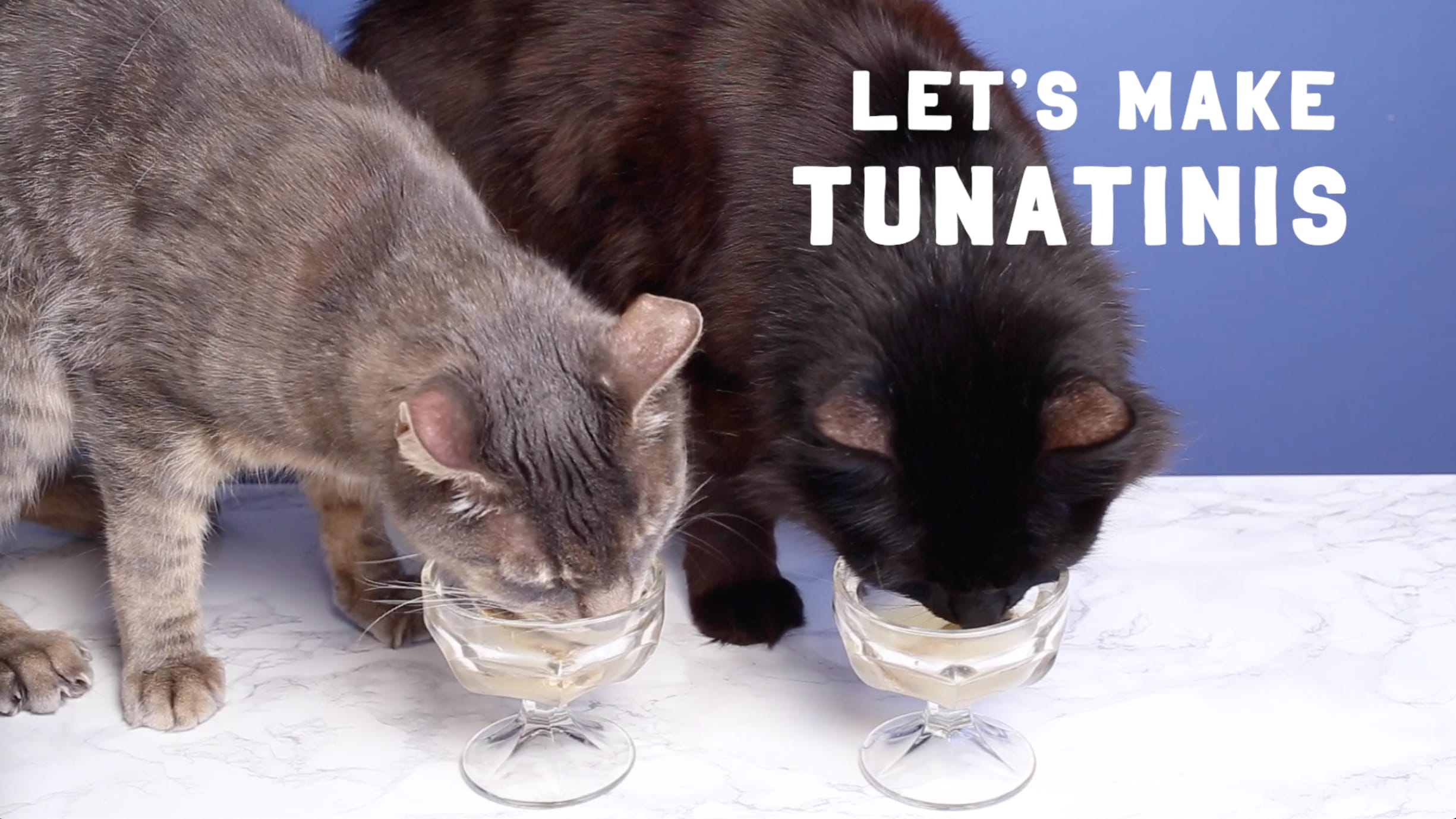 How to make tuna water for cats cheap
