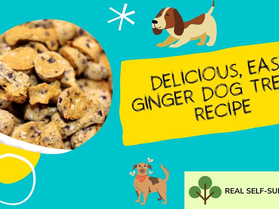 Blueberry Ginger Dog Treat Recipe