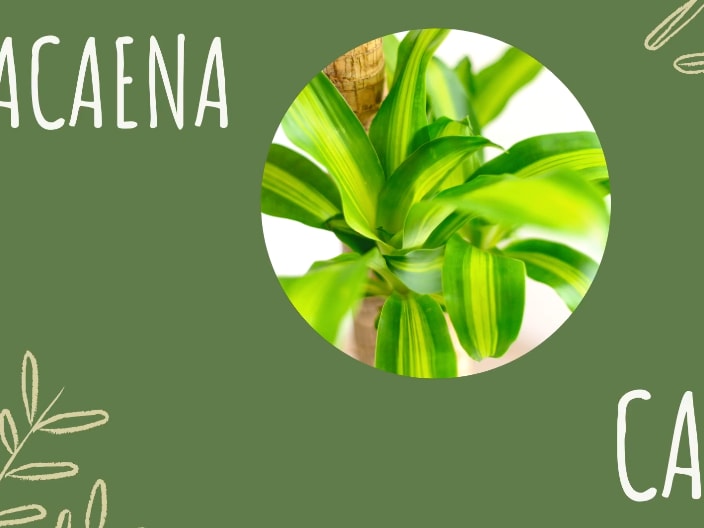 Dracaena Plant Care - ¡Los secretos mejor guardados!
