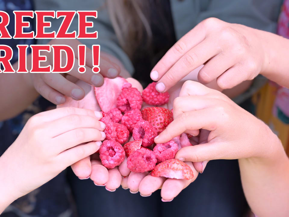 What Foods Cannot Be Freeze Dried — Homesteading Family