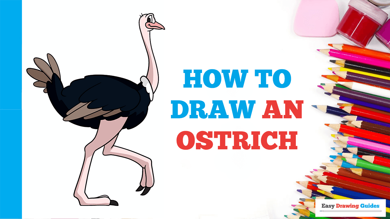 How to Draw an Ostrich - Really Easy Drawing Tutorial