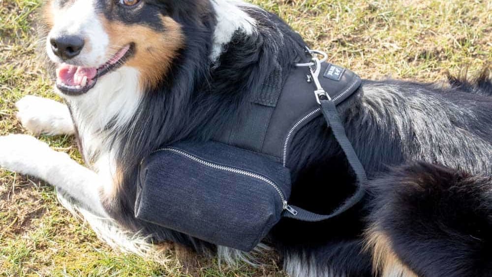 HOW TO MAKE A DIY DOG BACKPACK USING A JULIUS K9 HARNESS