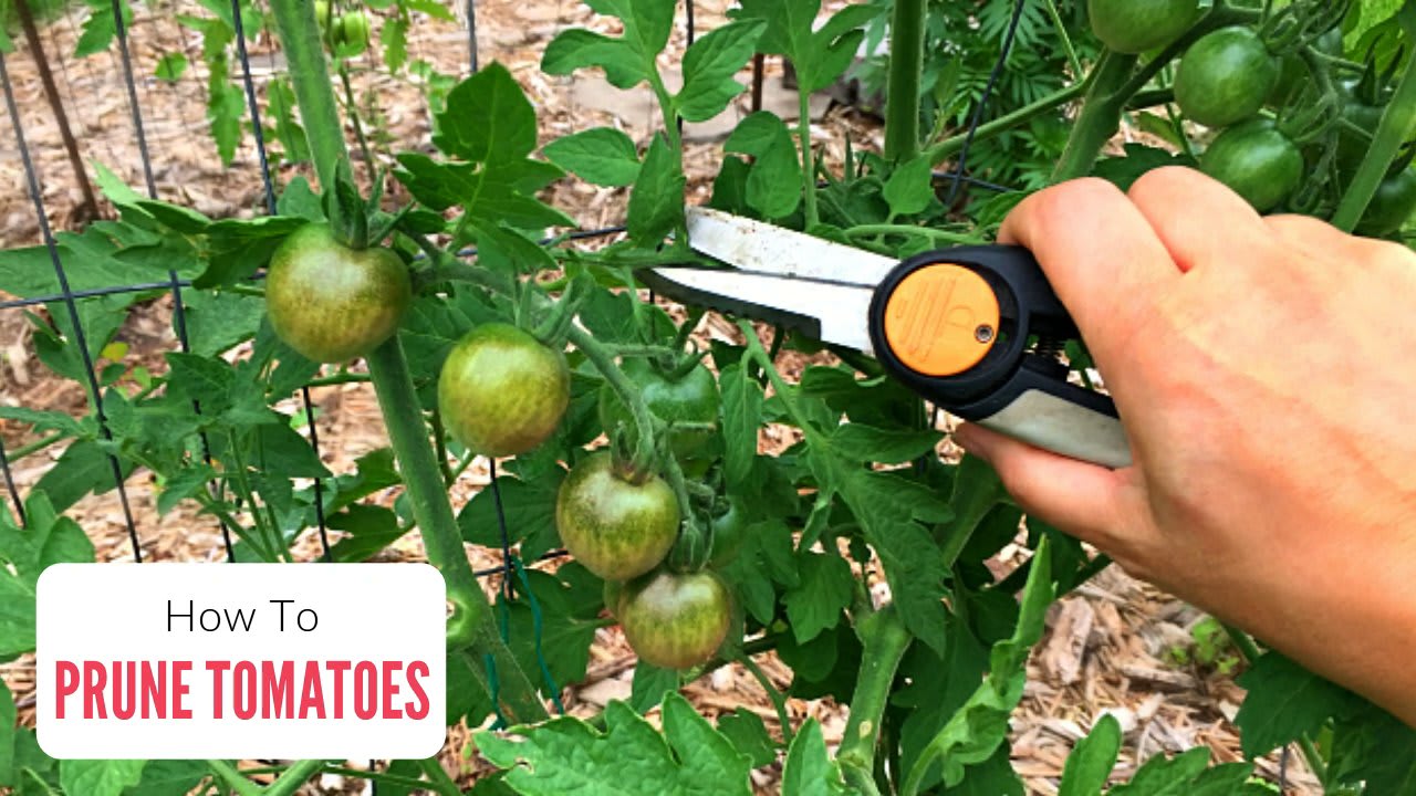 Maximizing Your Tomato Plant's Lifespan: Tips for Pruning, Watering, Mulching & Fertilizing