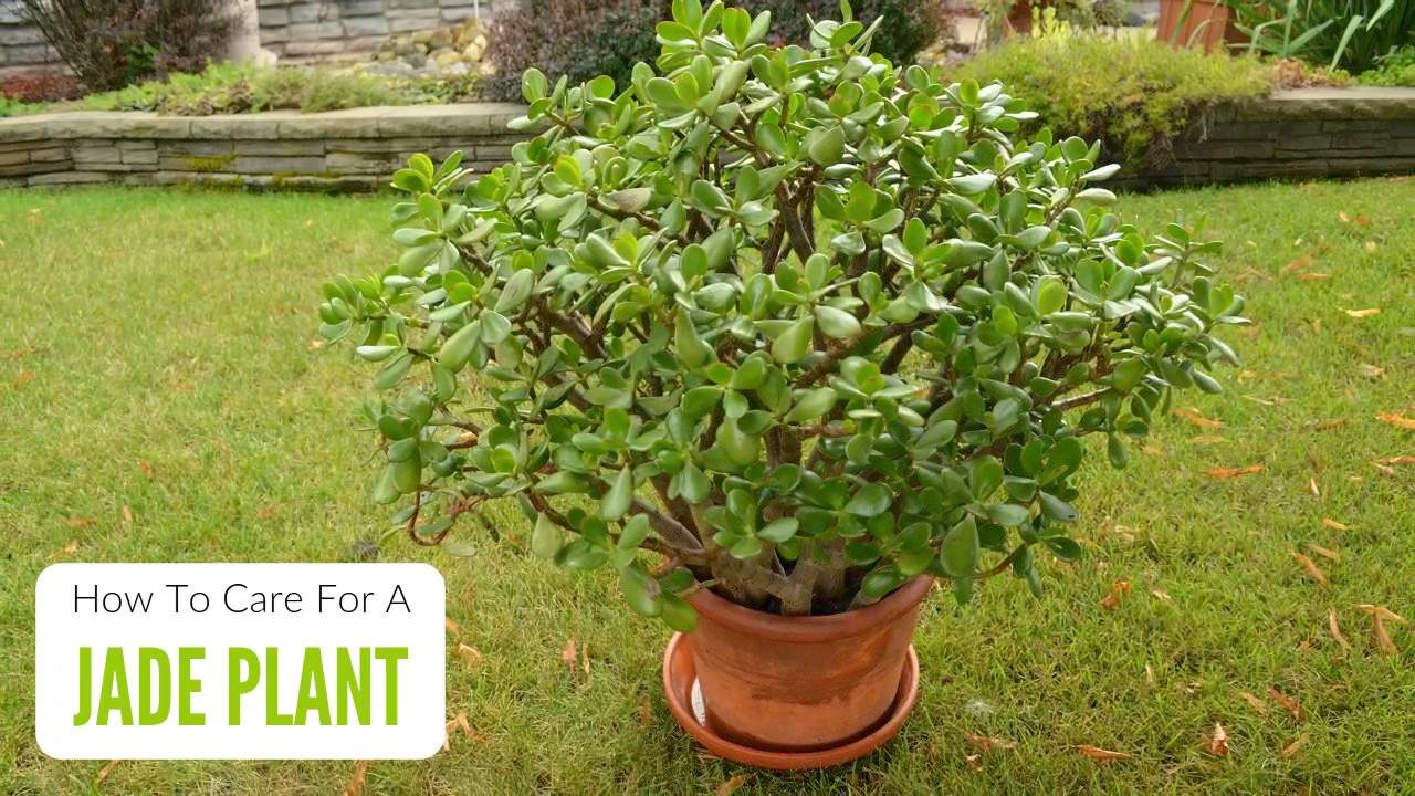 How To Care For A Jade Plant