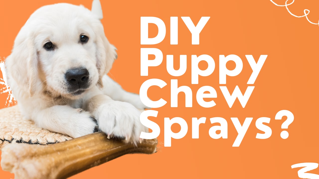 Spray For Puppy Chewing [3 Best Plus DIY Recipe] - Oodle Life